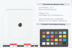 Foto (Objekt + Etikett) von Musa eocenica Ettingshausen (NHMW-GEO-2024-0188-9036)